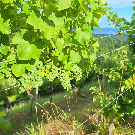 Appartement En Hribcek *